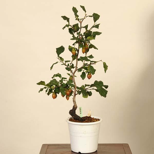 盆栽素材：老爺柿(宝徳) 現品*老鴉柿 ろうあ ろうや柿 ロウヤ柿 ローヤ