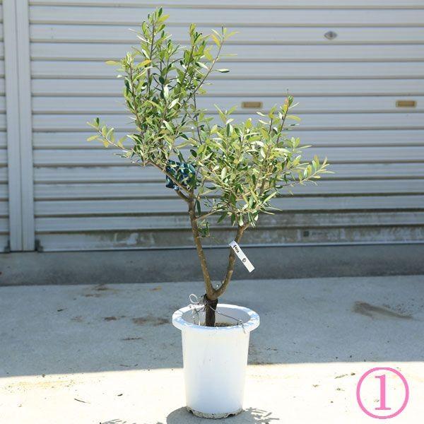 観葉植物 おしゃれ：オリーブの木 *SOUJU（創樹） シプレッシーノ 現品