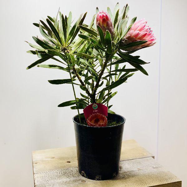 おしゃれ 観葉植物 花苗：プロテア ジュリエット*7号 現品をお届け