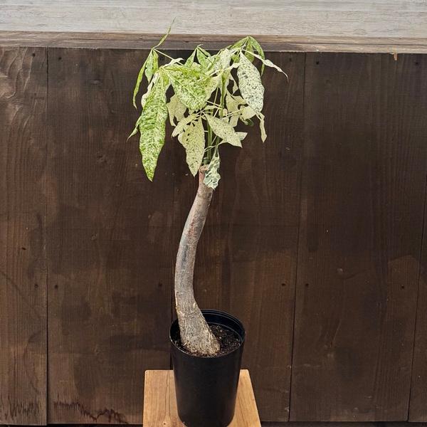 観葉植物：パキラ ミルキーウェイ*斑入り 5号プラポット : 遊恵盆栽