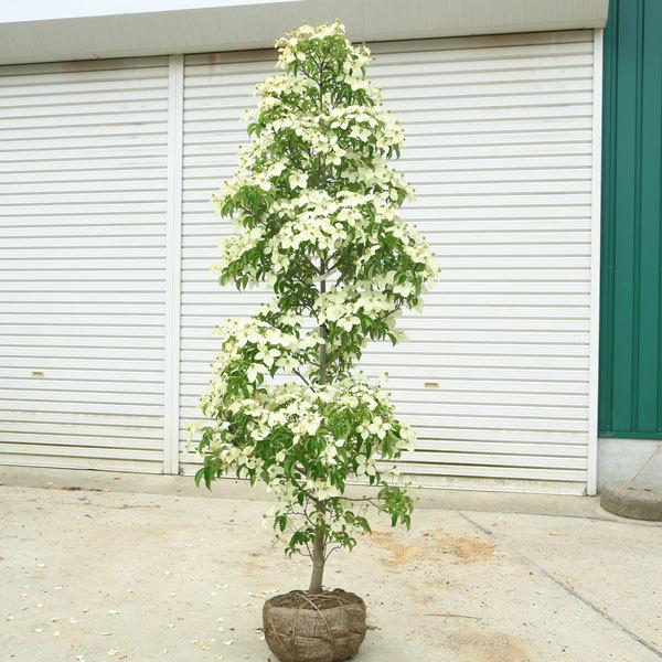 特選庭木：常緑ヤマボウシ（ホンコンエンシス）月光 樹高150cm 美品