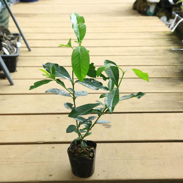 庭木苗：くちなし*（梔子）クチナシ ゴールドメダル 黄花クチナシ 黄花