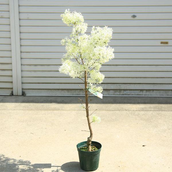 庭木・植木：一才ヒトツバタコ*（なんじゃもんじゃの木）ナンジャ