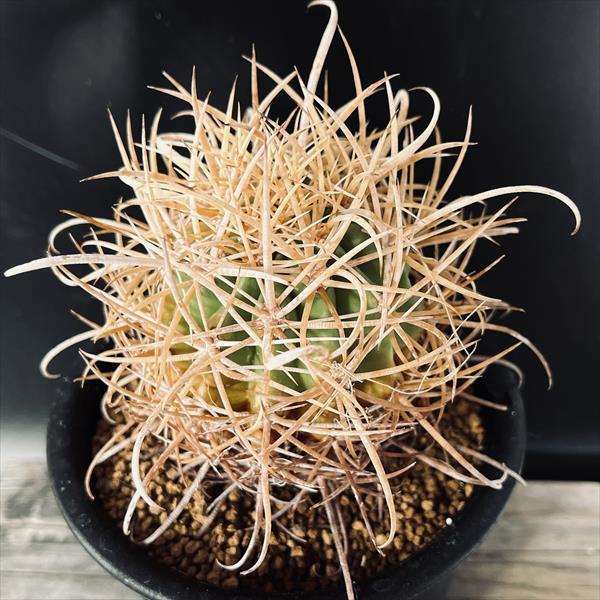 サボテン：フェロカクタス 黄刺金冠竜*幅7cm 現品！一品限り : 遊恵