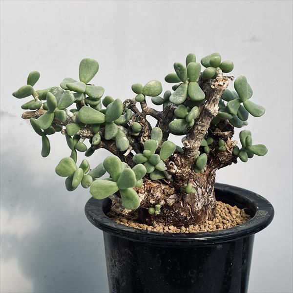 ケラリア ピグマエア 大株 発根済み 鉢発送 コーデックス：ケラリア