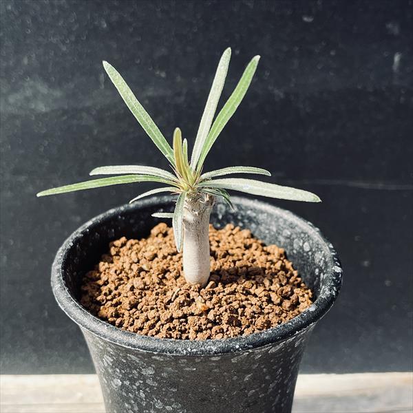 グラキリス実生 中株サイズ グラキリス 実生 5株セット ②G | HANDS PLANTS