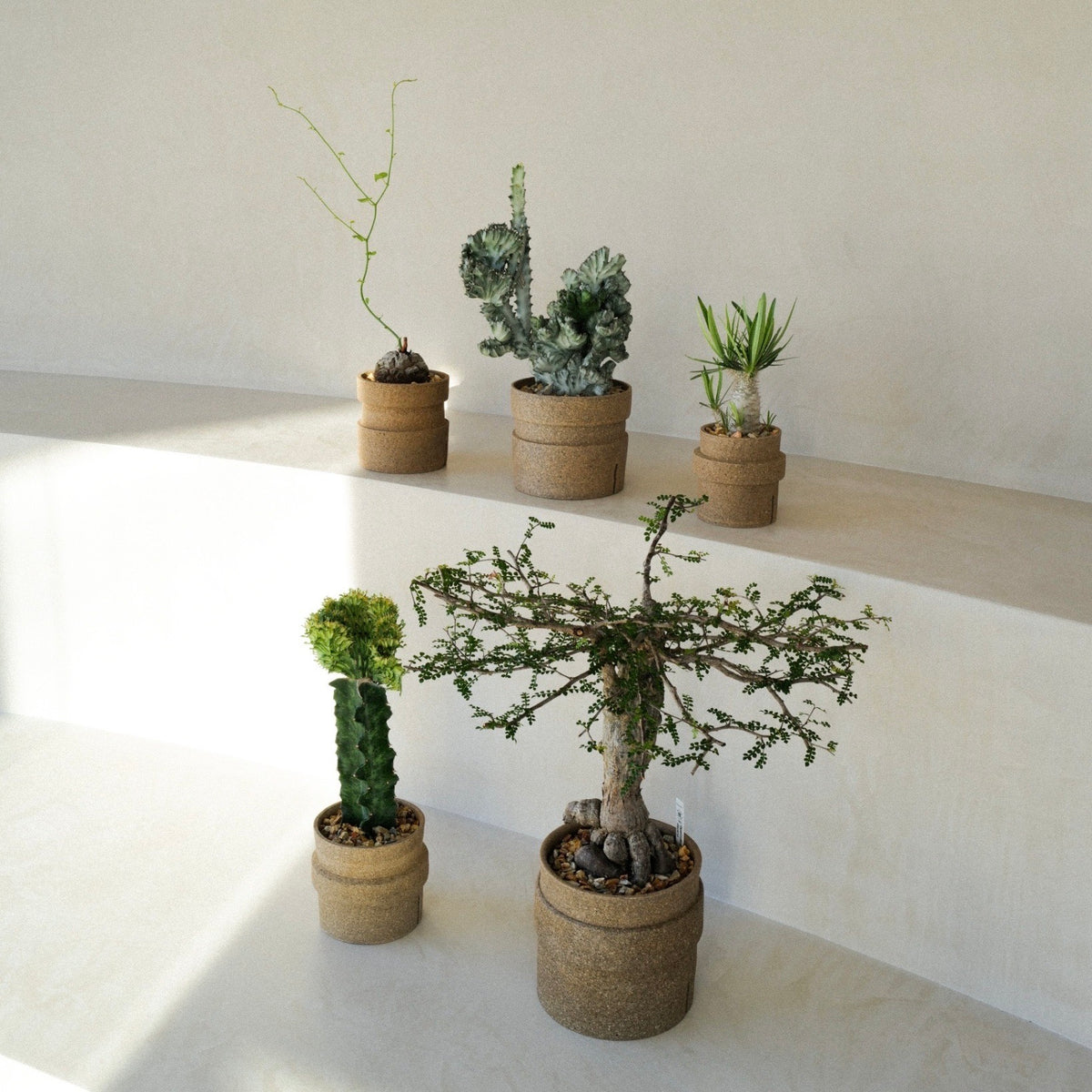 ITTI (イッチ) × KAKUSEN-EN (鶴仙園) | コラボ植木鉢・サボテン・多肉