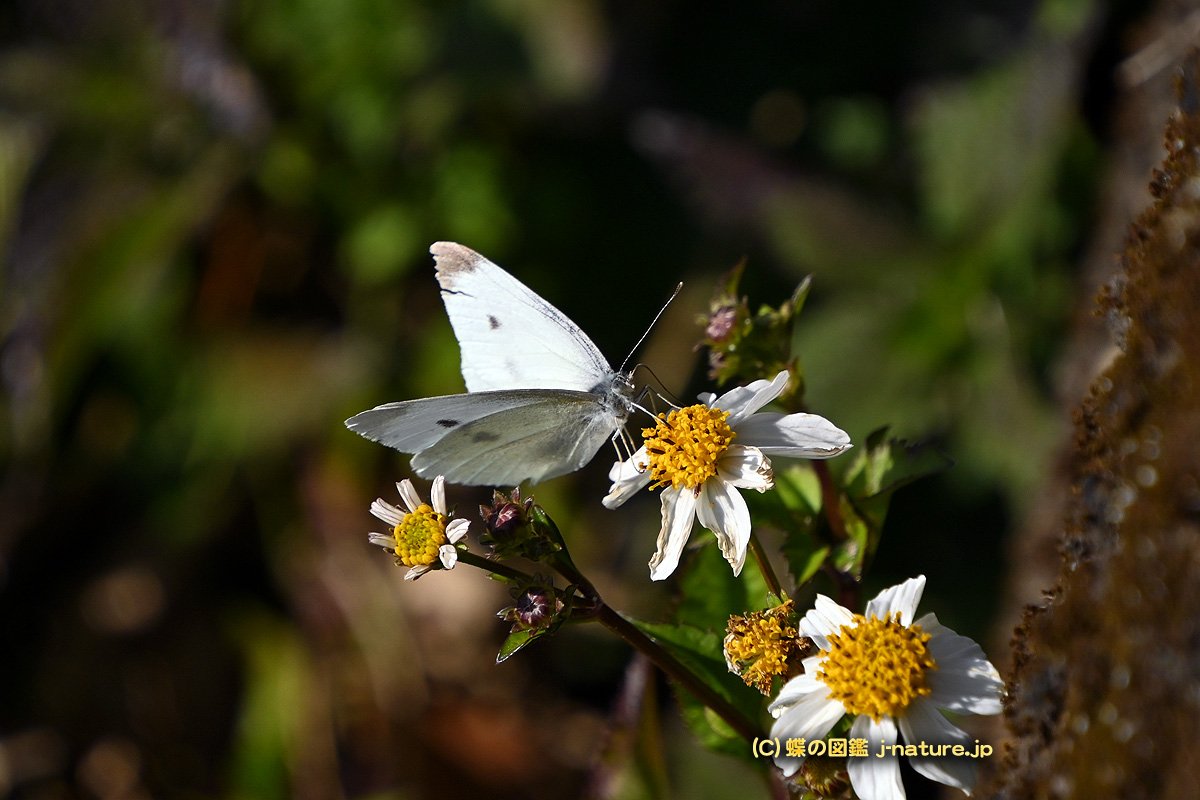 蝶の図鑑～今日の蝶ブログ