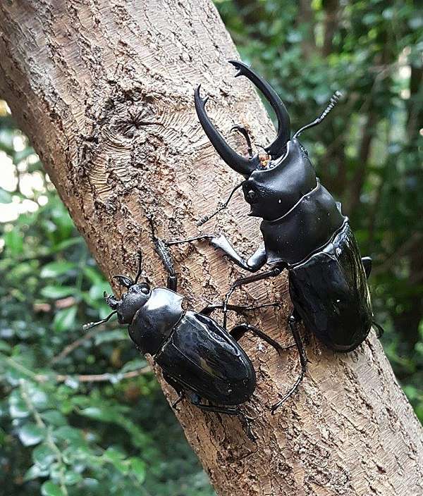 Taiwan Ghost Stag Beetle (Odontolabis siva parryi) – James' Beetle