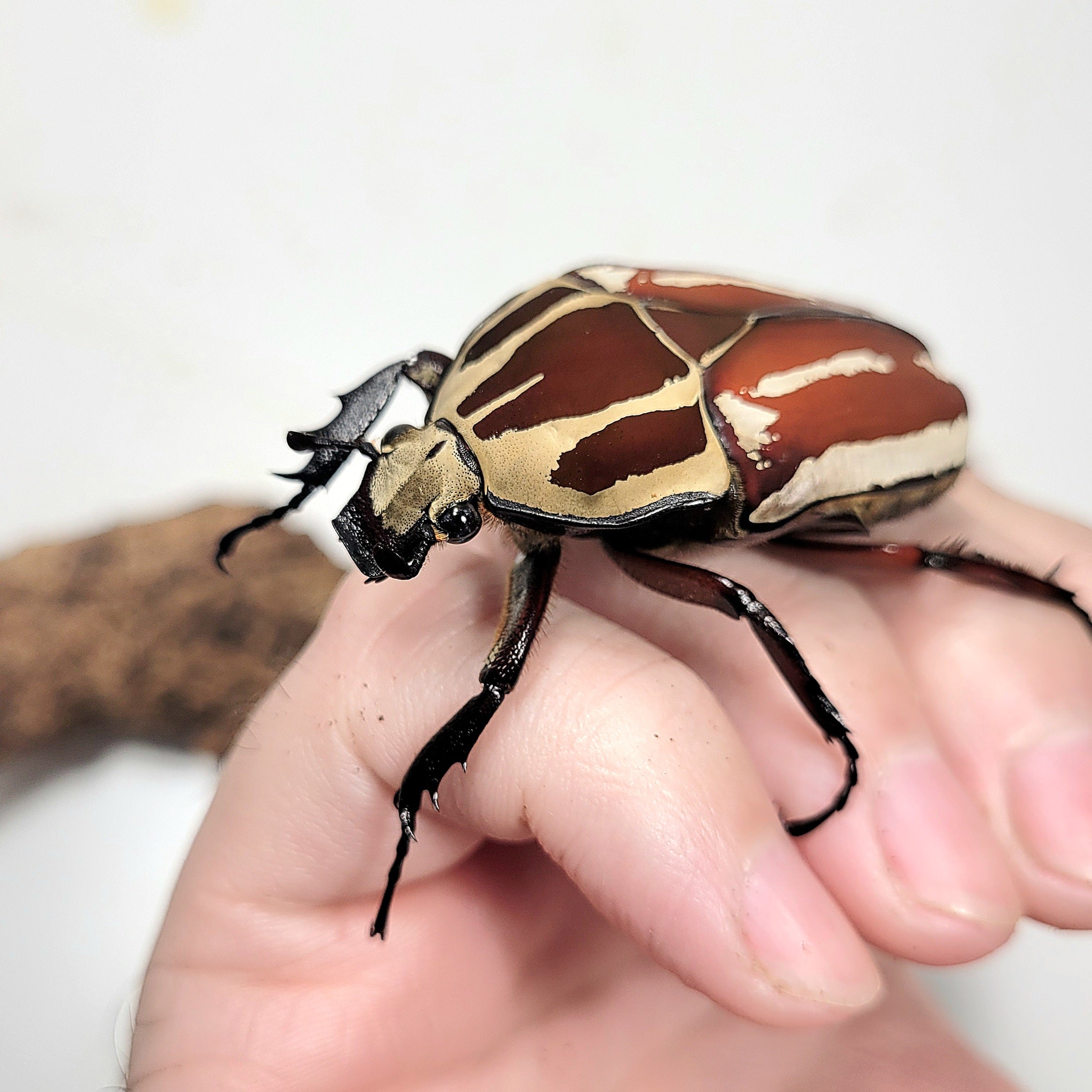 Giant Flower Beetle (Mecynorhina torquata ugandensis) (Red
