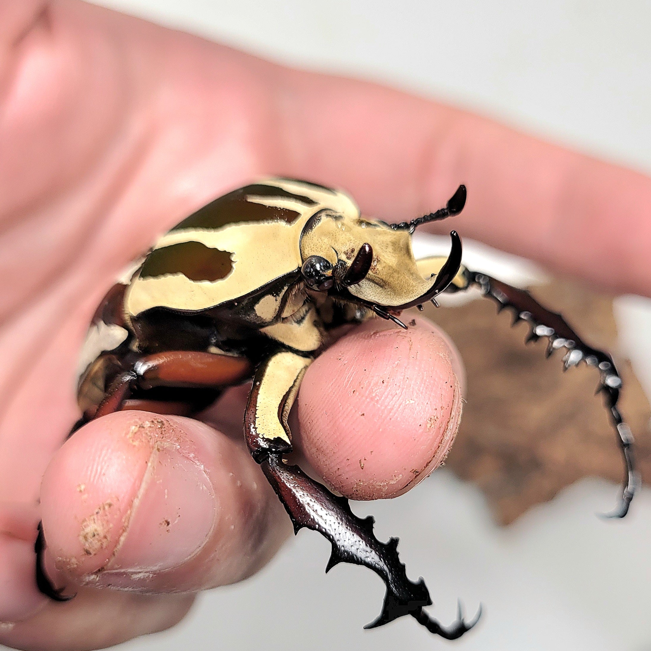 Giant Flower Beetle (Mecynorhina torquata ugandensis) (Red