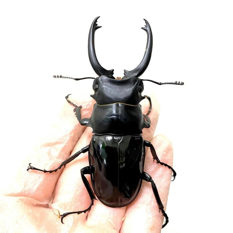 Taiwan Ghost Stag Beetle (Odontolabis siva parryi) – James' Beetle