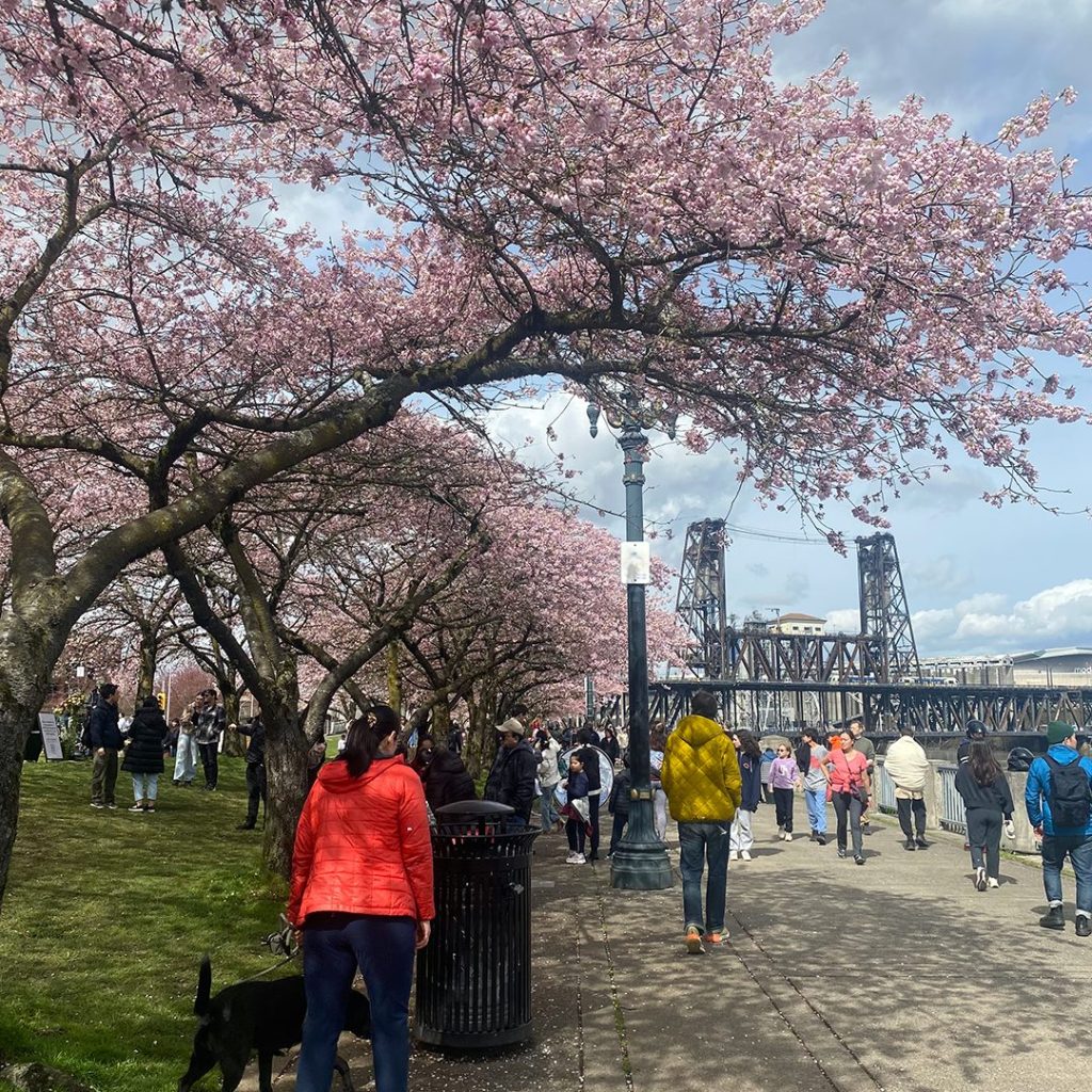 Cherry Blossom Season is Here! – Japanese American Museum of Oregon