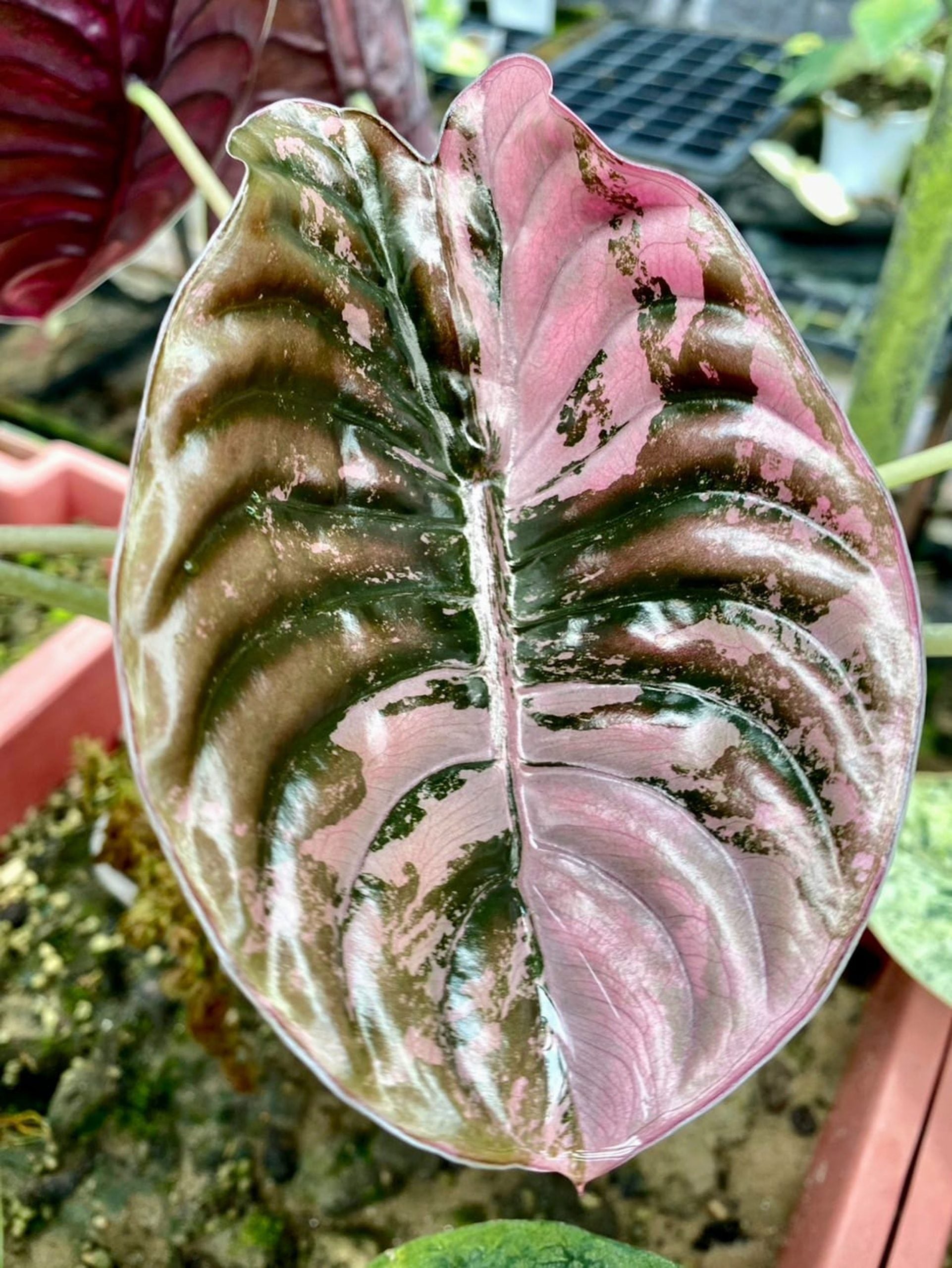 Alocasia Cuprea Pink Variegated TC - Ships 1/7 | Jacksbs