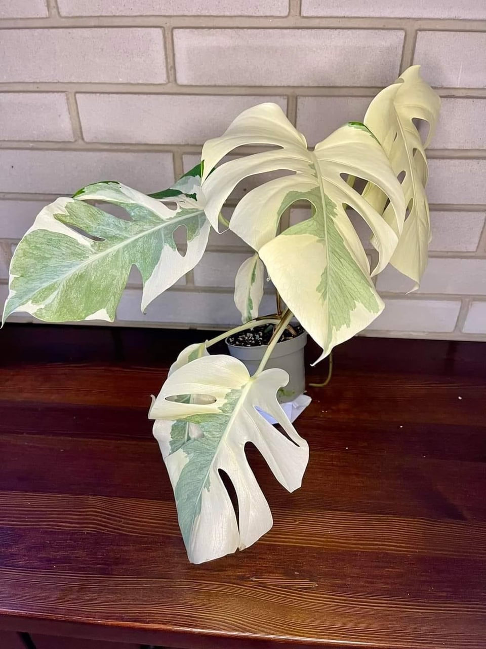 Monstera Lava Monster TC | Jacksbs