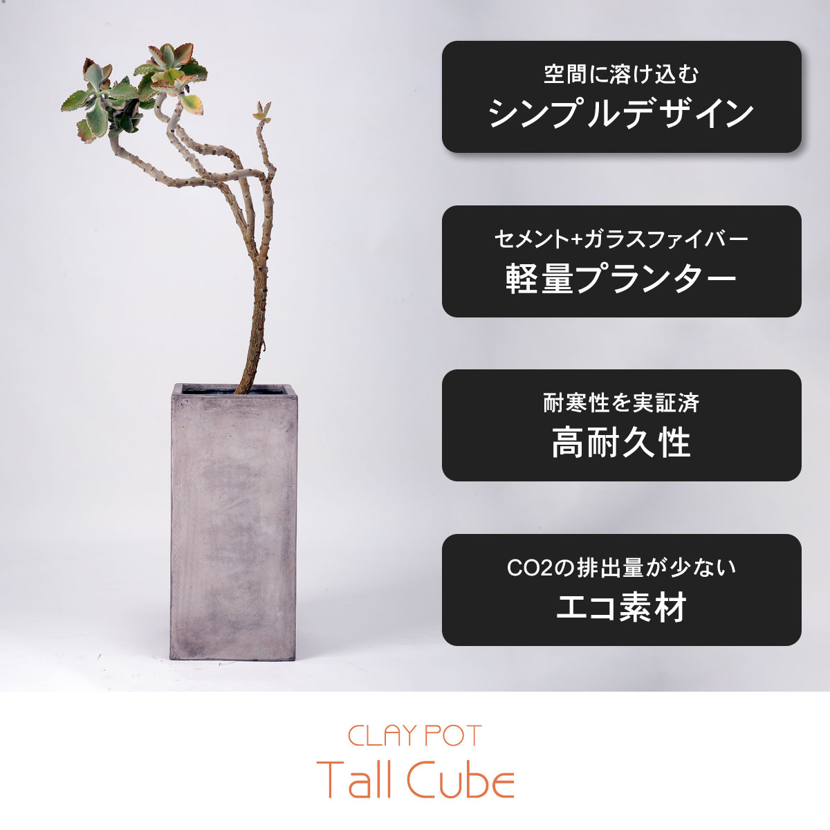 超美形。仕立てフェイジョア1.7M(鉢底から)品番C 1 フェイジョア