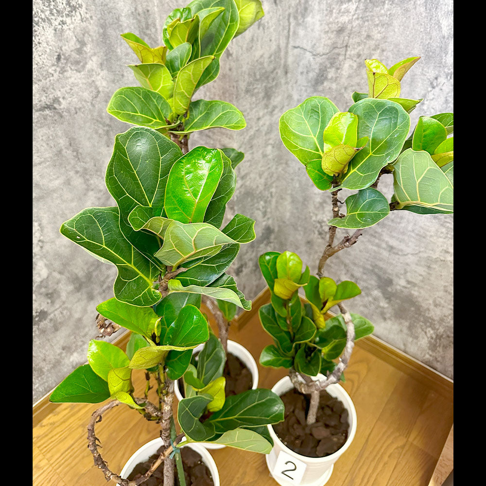 観葉植物「ゴムの木 バンビーノ」の育て方ガイド | 花言葉：『永久の