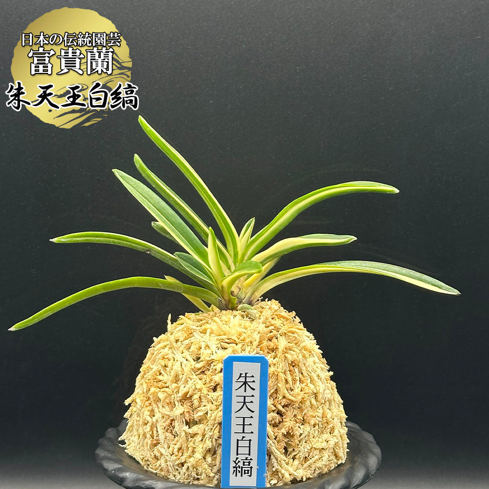 富貴蘭 金牡丹黄縞(3本子付き特級柄!) SU38富貴蘭 矮鶏