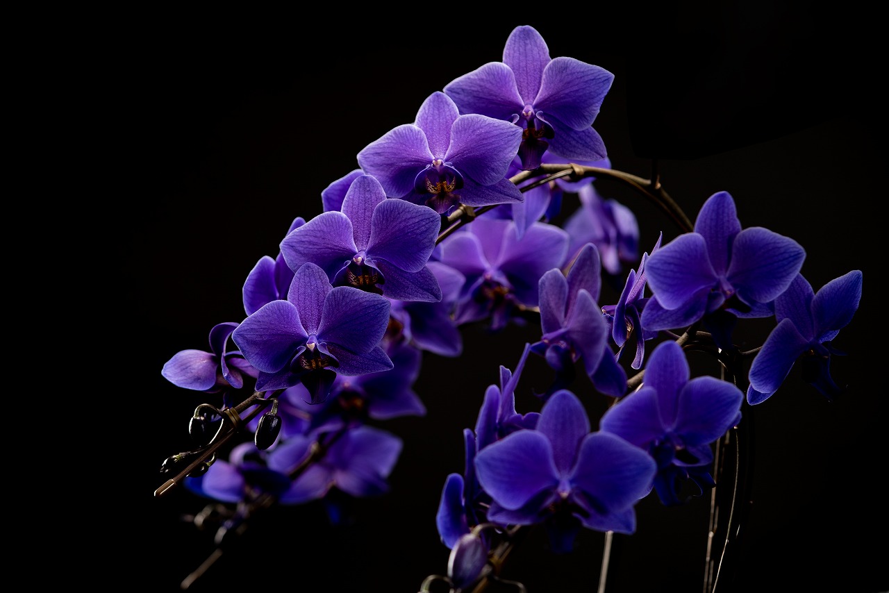 いい花の新基準 : ジャパンフラワーセレクション（JFS）