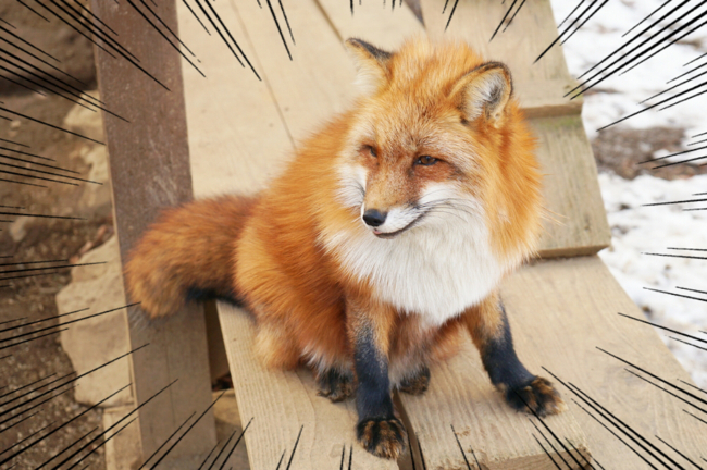 癒し】冬毛のキツネがモッフモフ！宮城の「キツネ村」が楽園すぎた