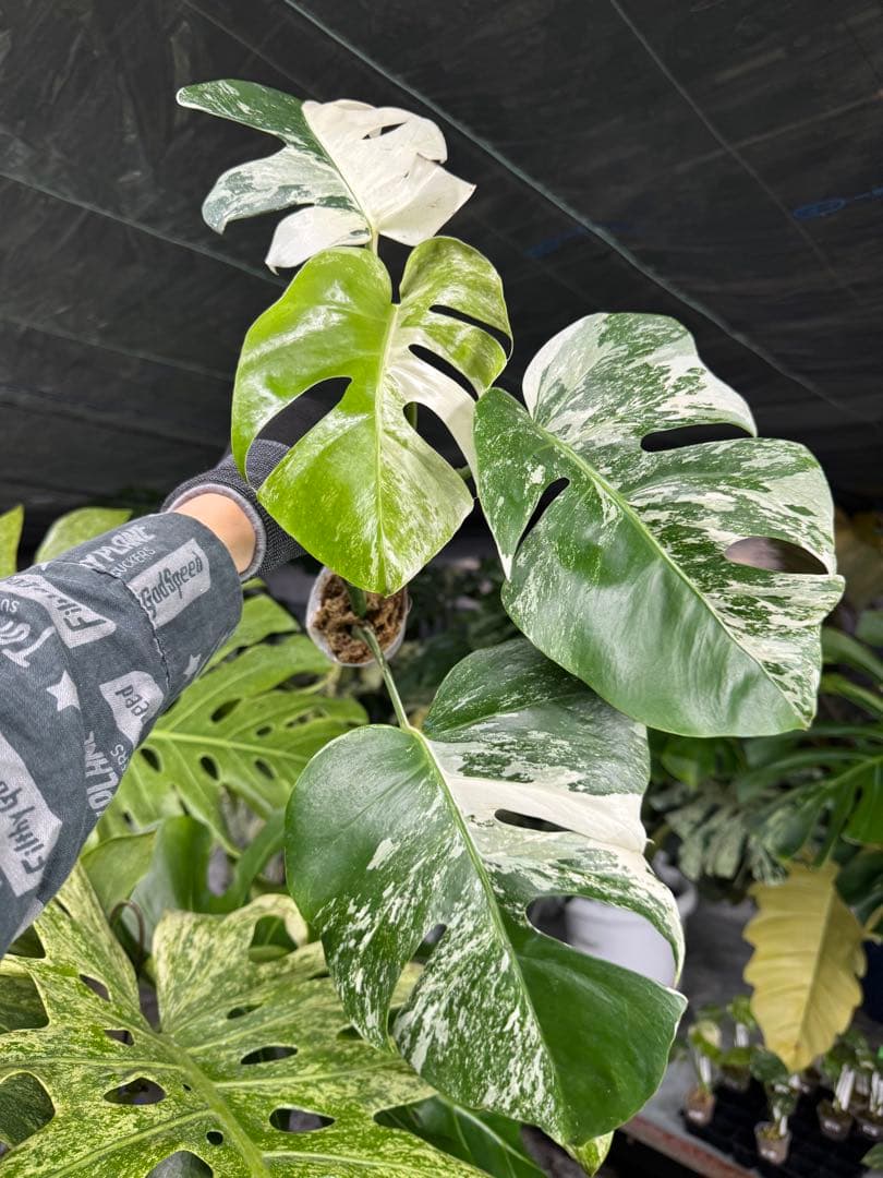 モンステラ ボルギシアナ アルボ ホワイトタイガー斑入り 健康カット苗