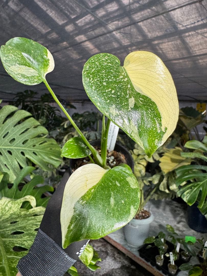 モンステラ – JolieNursery