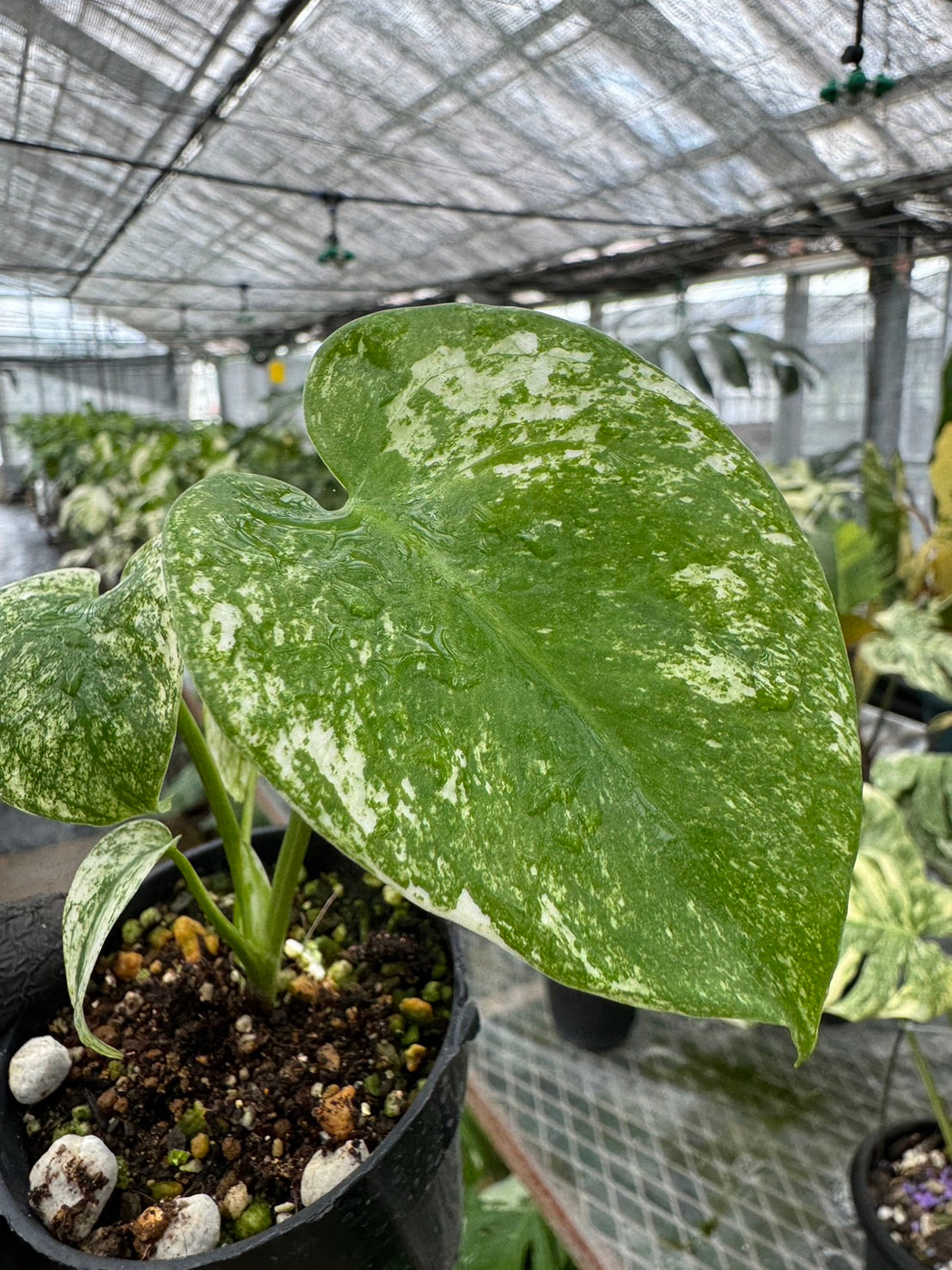 モンステラデリシオーサホワイトモンスター天津蘭 鉢ごと発送