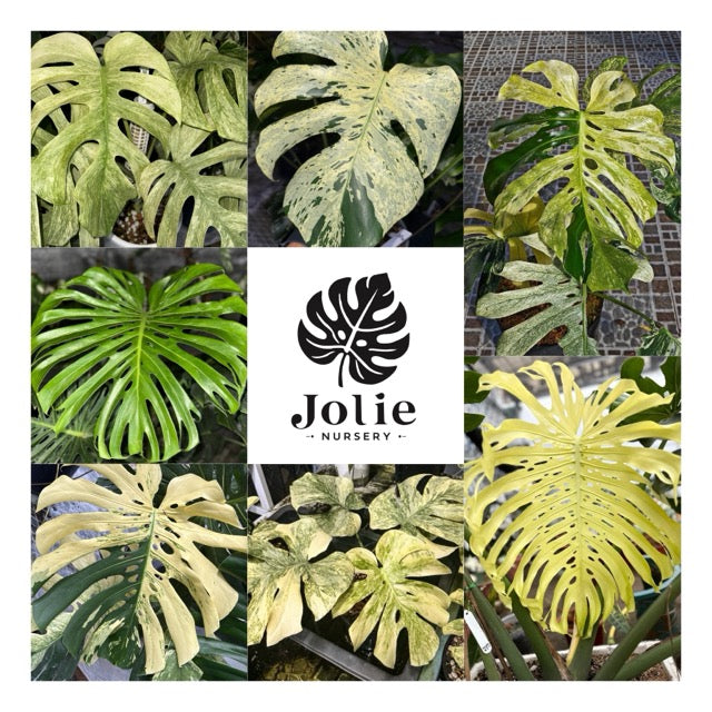 モンステラ ボルギシアナ アルボ ホワイトタイガー斑入り 鉢モスポール