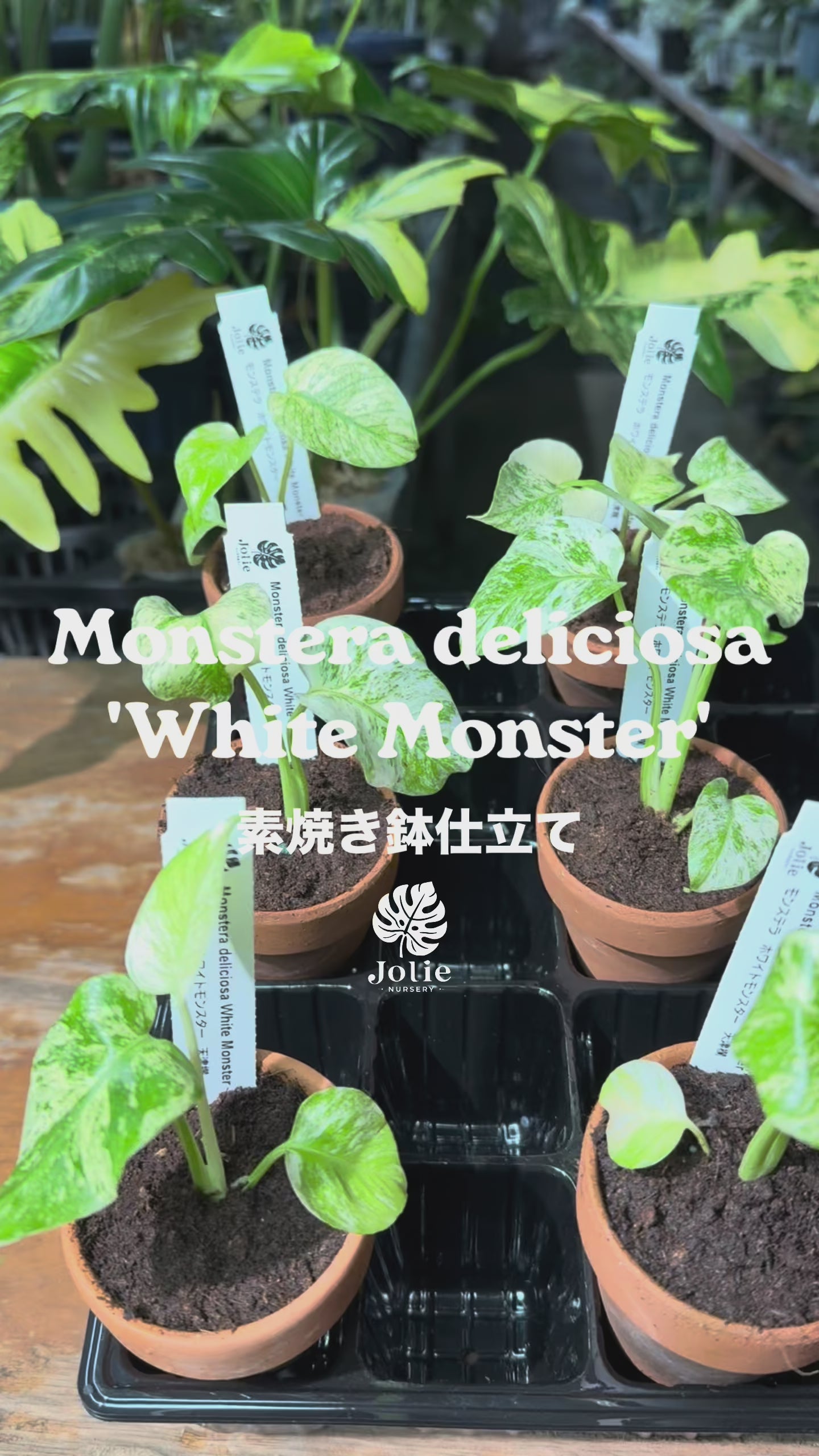 Home page – JolieNursery