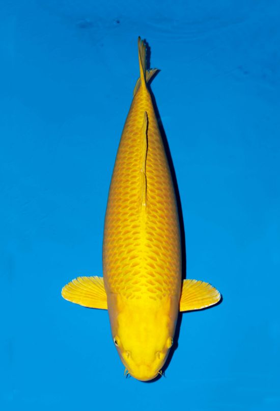 光りもの - 錦鯉の品種 - 全日本錦鯉振興会