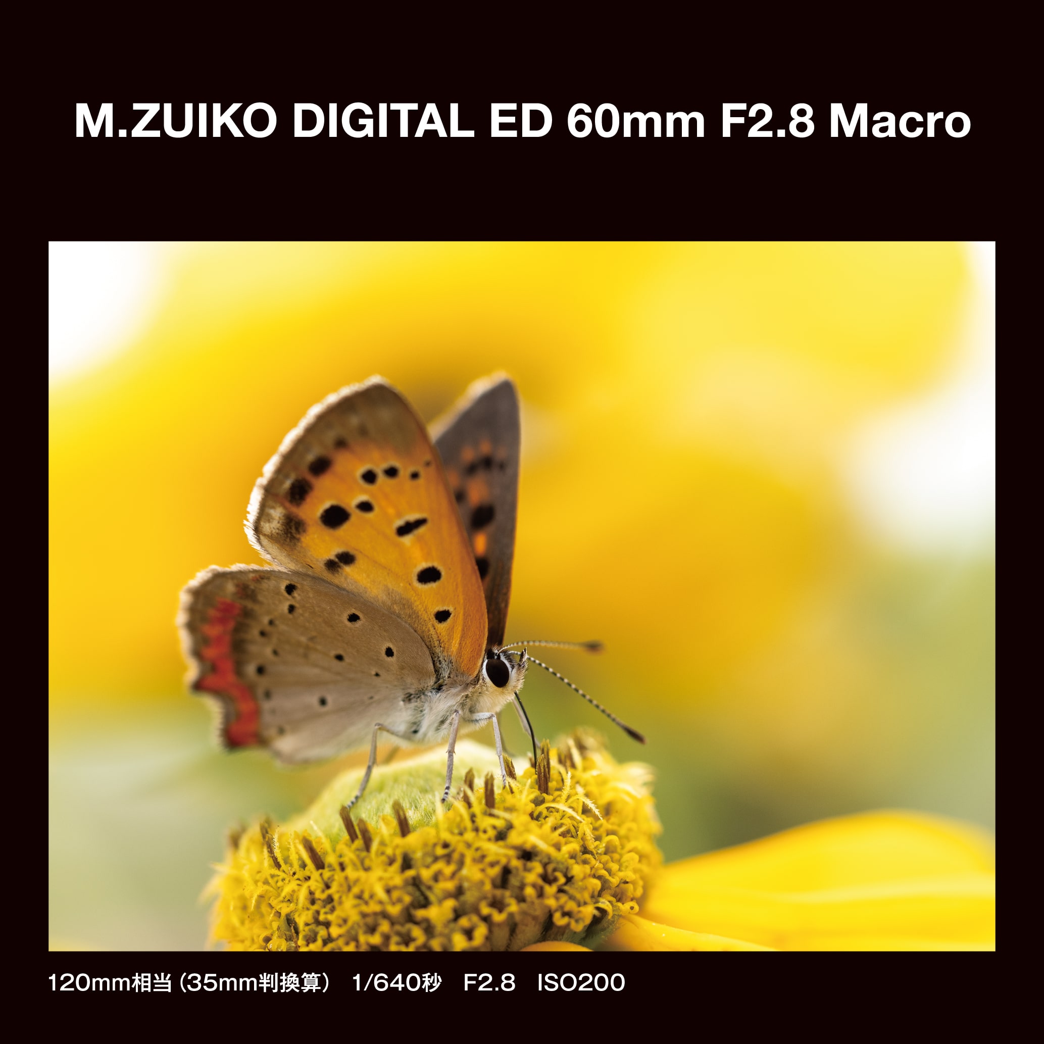 基本情報｜M.ZUIKO DIGITAL ED 60mm F2.8 Macro｜マクロレンズ｜交換