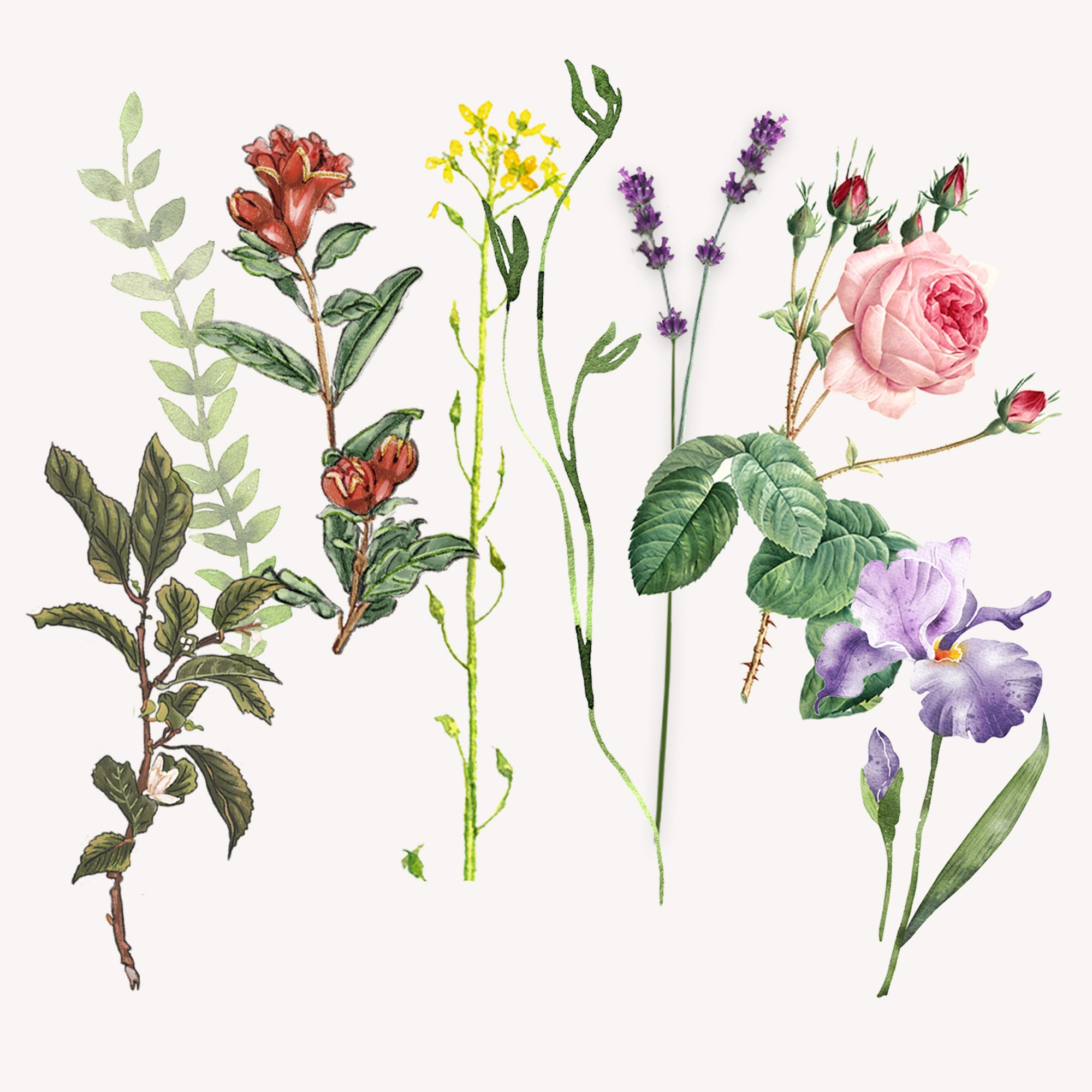 オレンジフラワー オーデコロン 100ml｜サンタ・マリア・ノヴェッラ