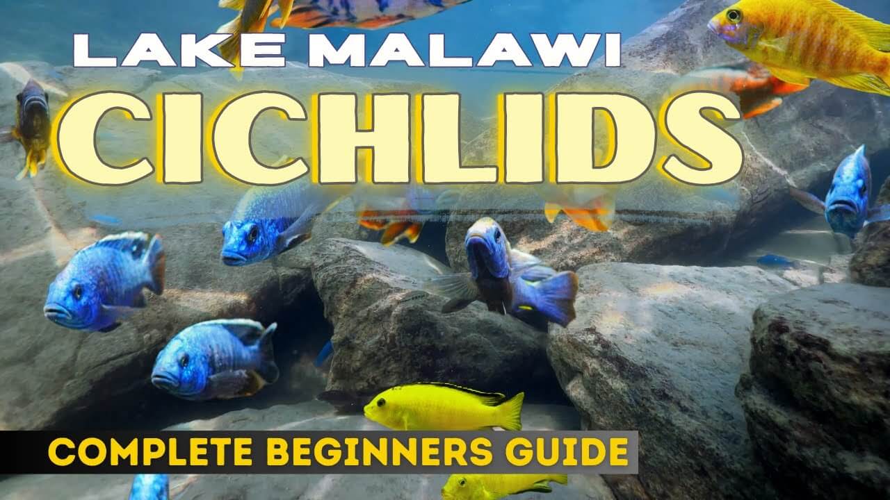 Lake Malawi Cichlids Care: A Beginner's Guide
