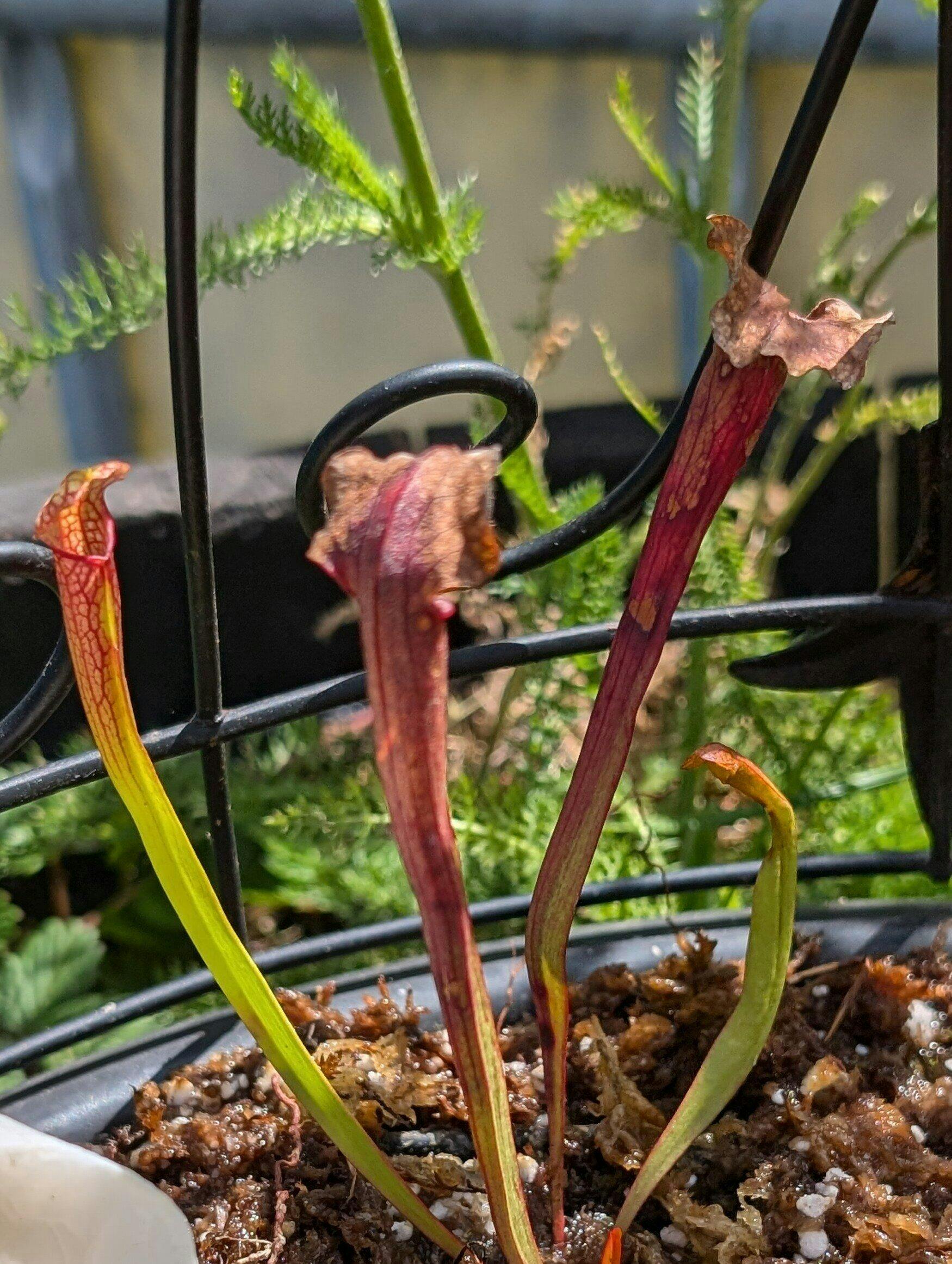 Scarlet Belle Carnivorous Pitcher Plant - Sarracenia – Wellspring
