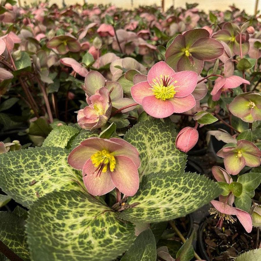 Helleborus x hybridus 'RD09' ~ FrostKiss™ Pippa's Purple Lenten