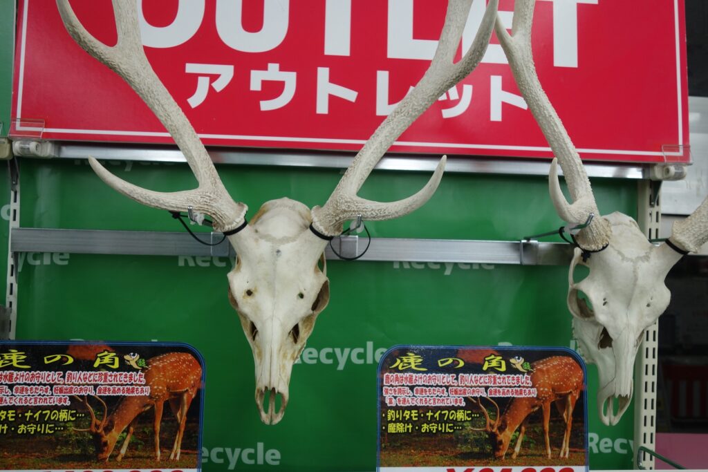 鹿の角が入荷しました！ | かめや釣具