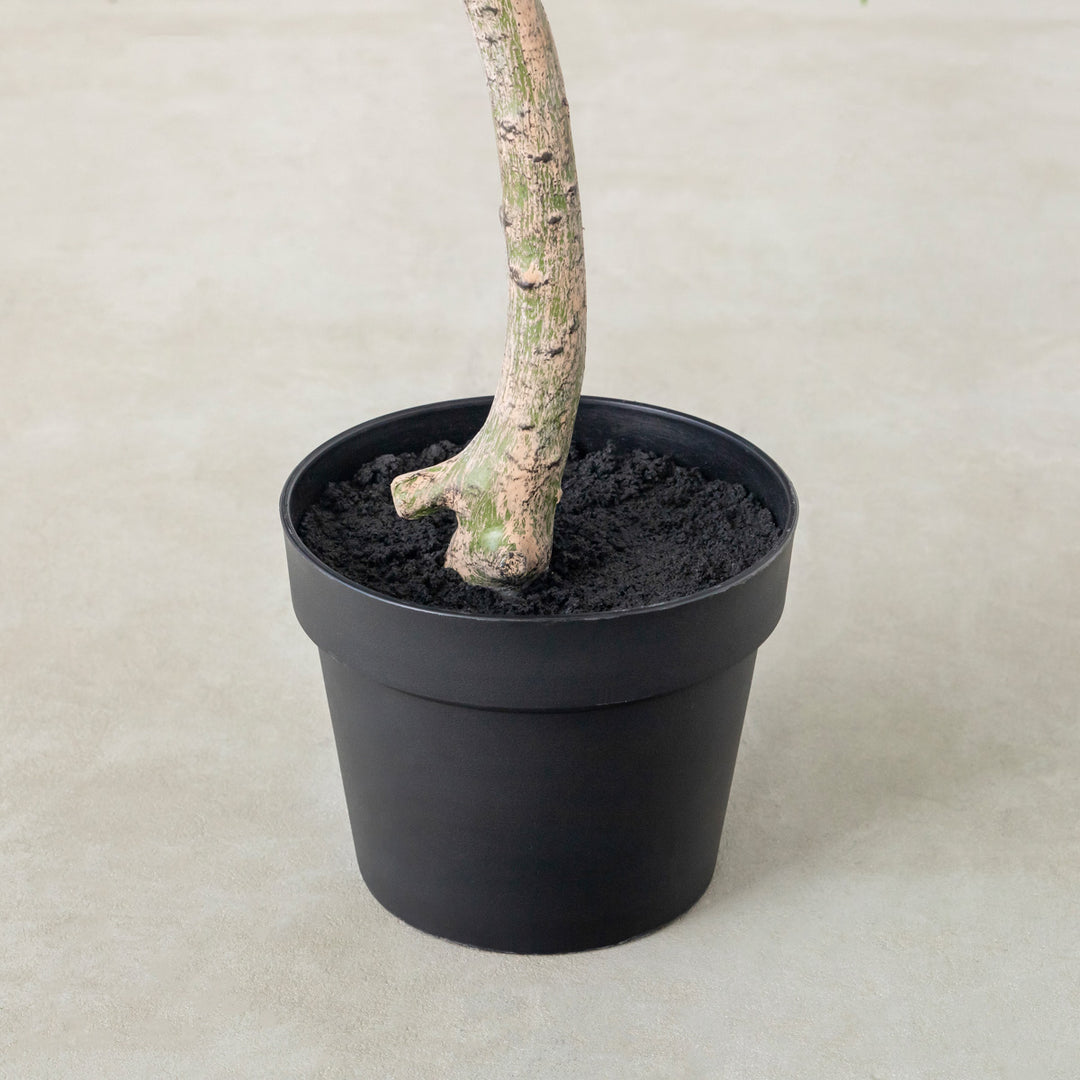 Artificial - Green フェイクグリーン ウンベラータ – KANADEMONO