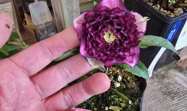 2026年1月12日クリスマスローズ花通販く-1〜く-10 | Kanekyu金久は