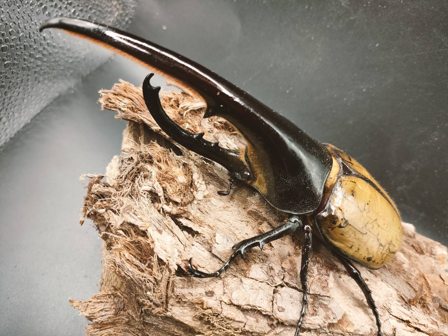 ヘラクレス販売のビーラボ / DHヘラクレスオオカブト 149.2mm 死着保証○