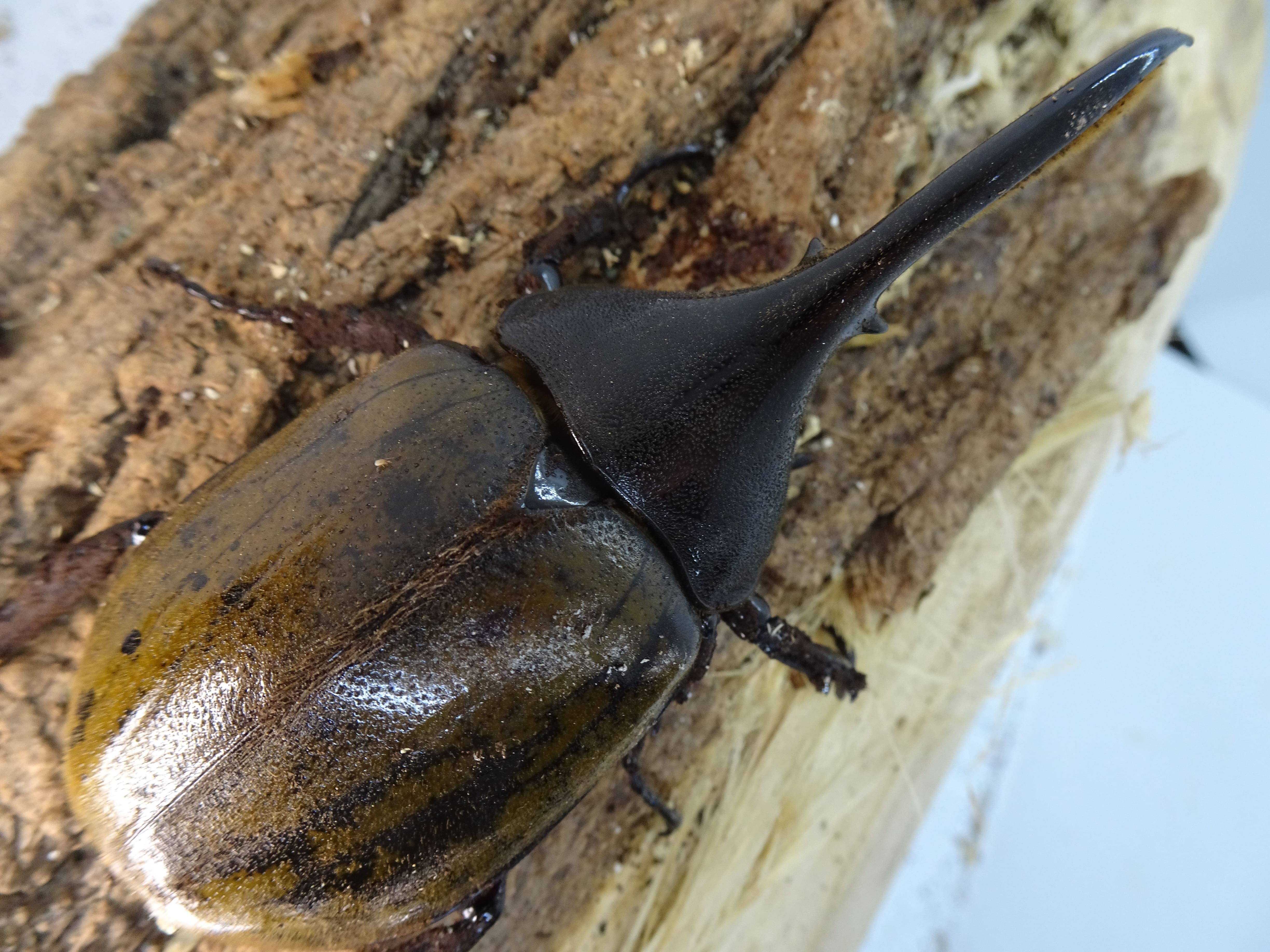 ヘラクレス販売のビーラボ / DHブリュゼニ 成虫 ペア 羽先100mm65mm 完