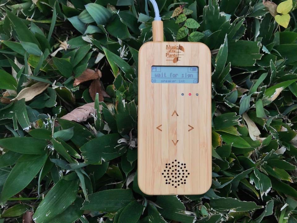 MSUIC OF THE PLANTS | Kackey@dabigtree OFFICIAL SITE