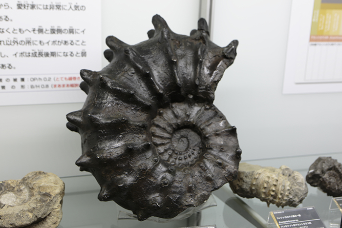 三笠ジオパーク｜特集｜北海道マガジン「カイ」