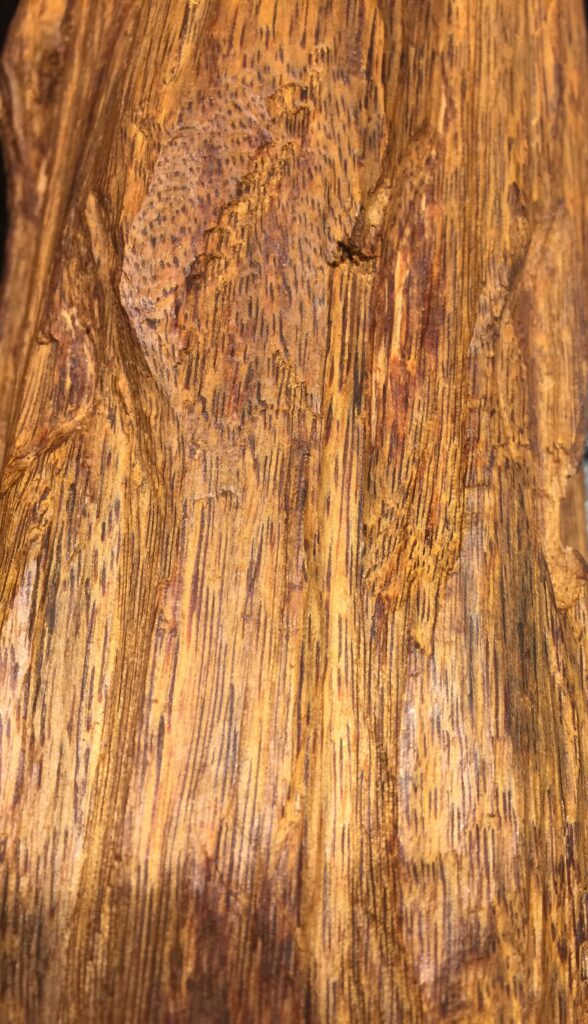 香木の基礎知識｜伽羅と沈香の違い・見分け方を徹底解説 - 名古屋市の