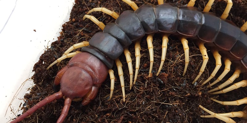 ぺルビアンジャイアントセンチピード - 怪虫堂
