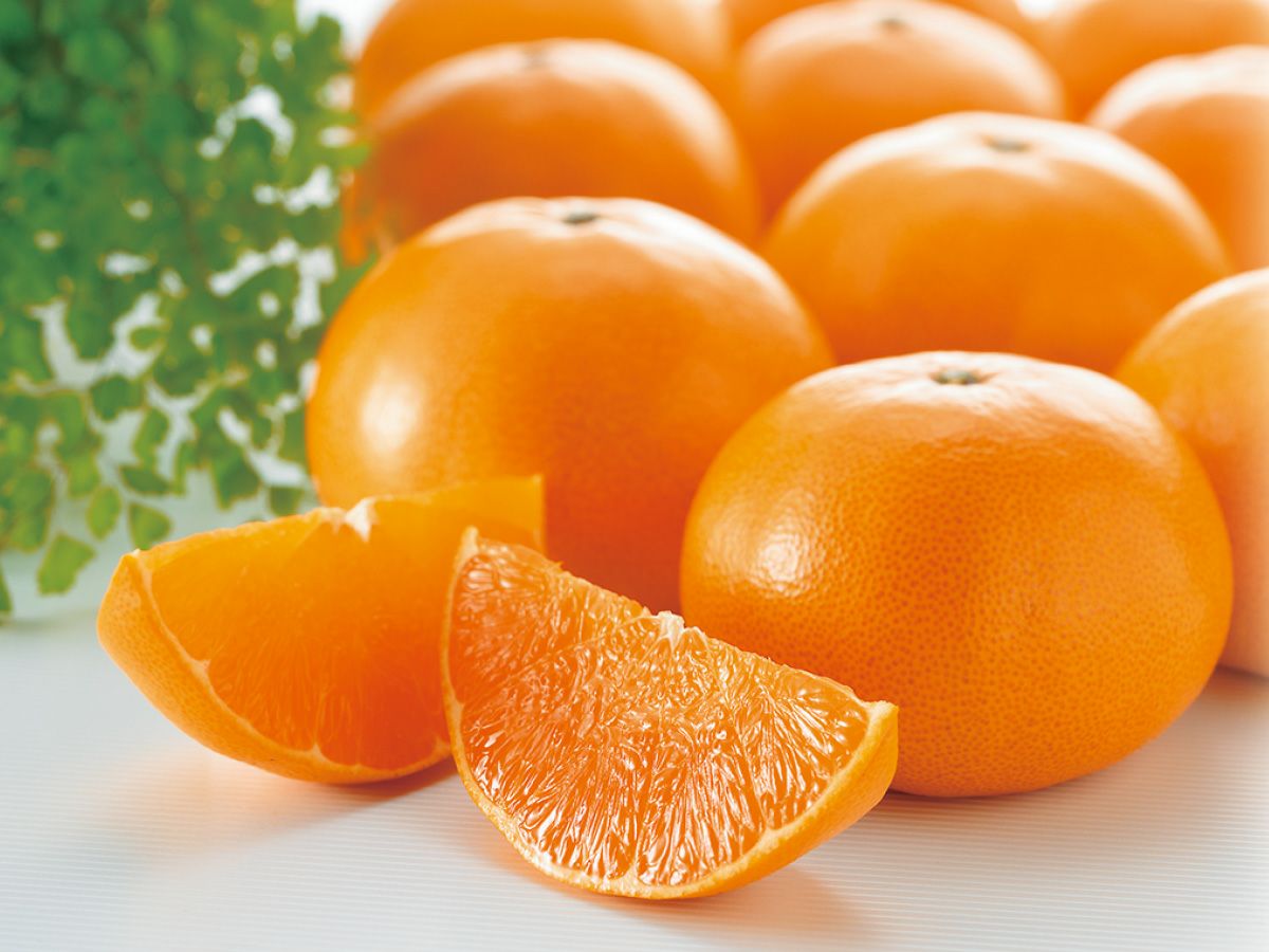 ハウスせとか約1.8kg-贈答用 | のま果樹園