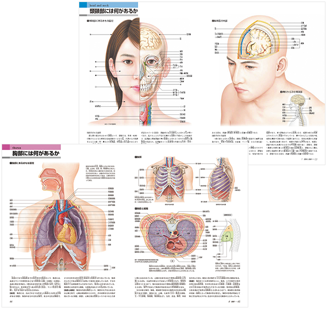 新版からだの地図帳｜The Atlas of the Human Body｜講談社