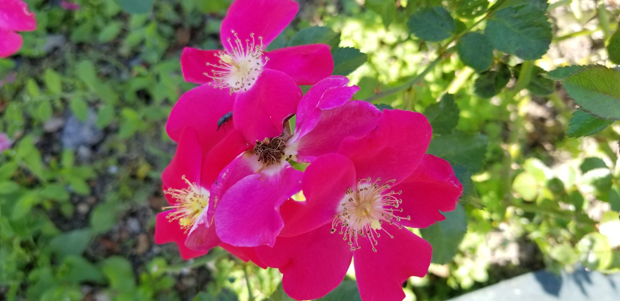 ADR認証品種中心〜初心者向けの個性派のバラ8選〜耐病性の強いおすすめ