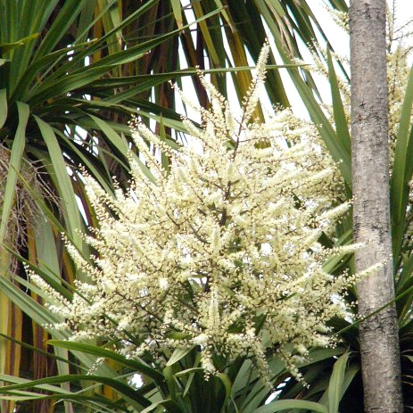 ニオイシュロラン(コルディリネ)