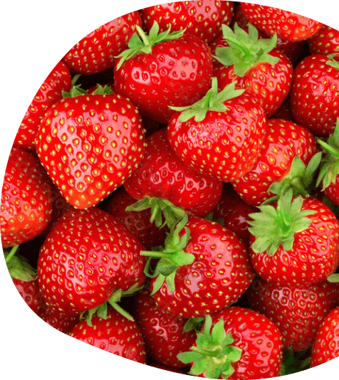 観光農園向け大粒いちご「あまえくぼ」の親株のことなら | カワシマ