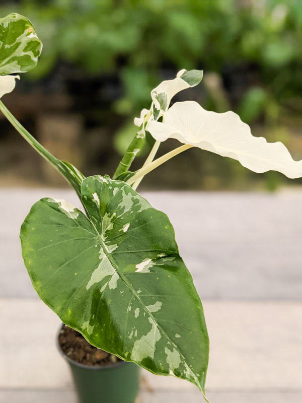 Alocasia Odora Okinawa Silver Elephant Ear Plant (Actual Plant